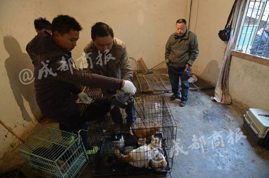 残忍!人前是暖心爱猫人士 背后却杀猫贩卖猫肉 - 梅思特 - 你拥有很多,而我,只有你。。。 残忍!人前是暖心爱猫人士 背后却杀猫贩卖猫肉 - 梅思特 - 你拥有很多,而我,只有你。。。