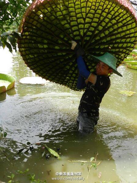 泰国能站人的巨型荷叶池又开放了! (高清组图)