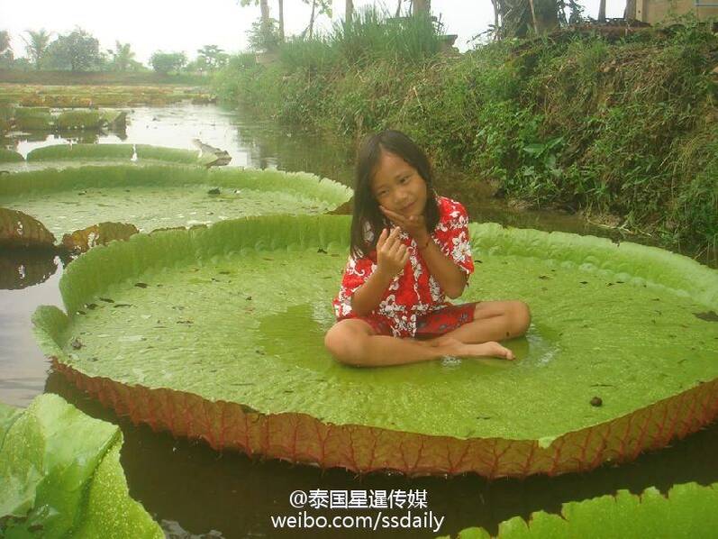 泰国能站人的巨型荷叶池又开放了! (高清组图)