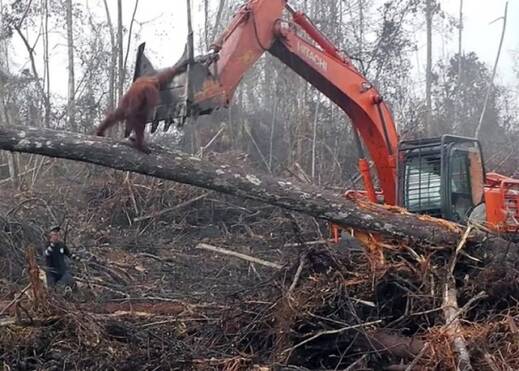 Image result for å°å°¼çº¢æ¯ç©ç©ä¸ºä¿å®¶å­ åææ¡ææ³¥æº