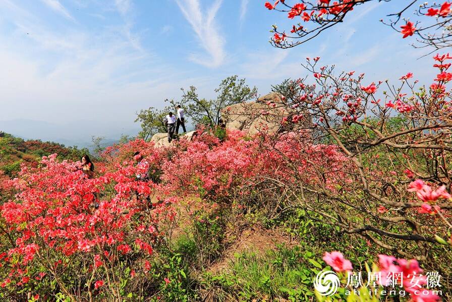 人间四月天 金寨看映山红