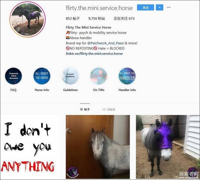 飞机客舱里的一匹马@飞机客舱里的一匹马