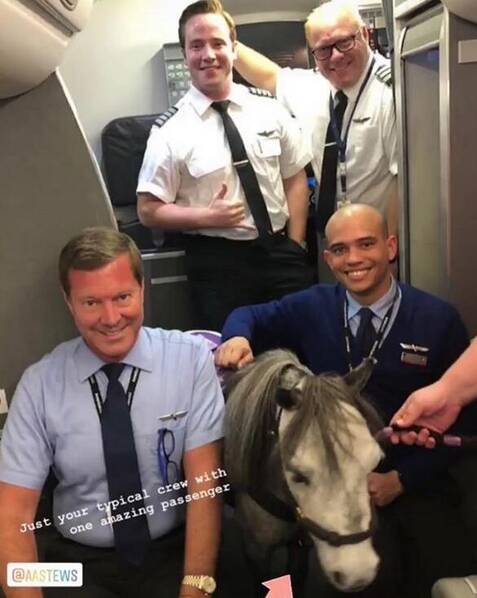 飞机客舱里的一匹马@飞机客舱里的一匹马