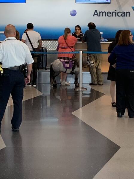 飞机客舱里的一匹马@飞机客舱里的一匹马