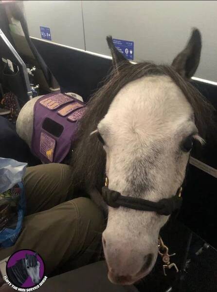 飞机客舱里的一匹马@飞机客舱里的一匹马