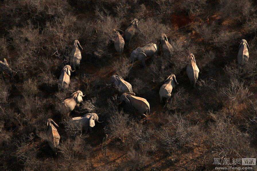航拍肯尼亚野生动物世界