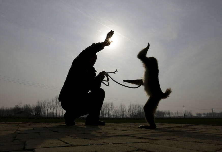 野猴闯进菜场走路偏倒是怎么回事 (野猴闯进菜场视频)