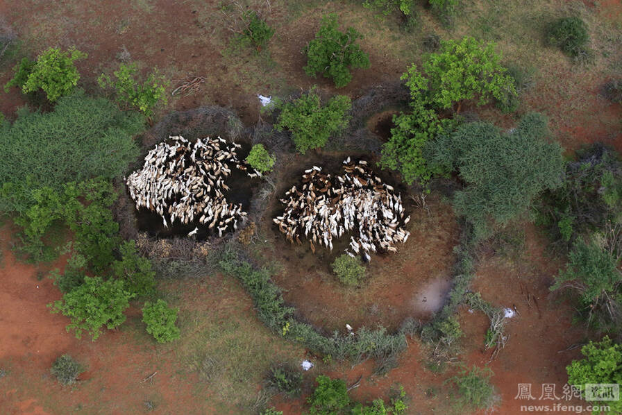 航拍肯尼亚野生动物世界