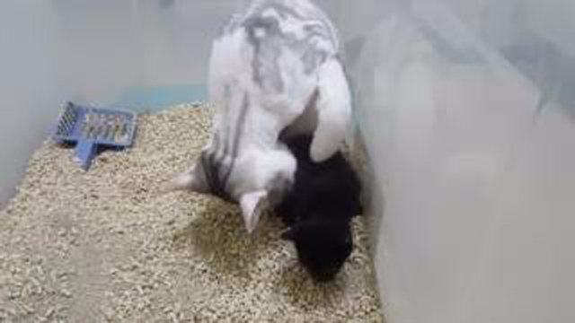 猫妈妈教小奶猫用猫砂,仿佛看到了自己在家任