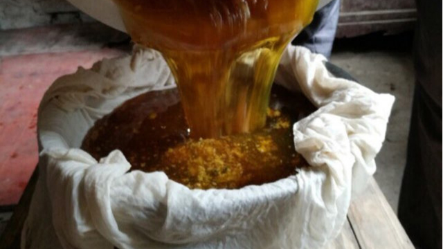 野生蜂蜜，高达500元一斤，一般人吃不起