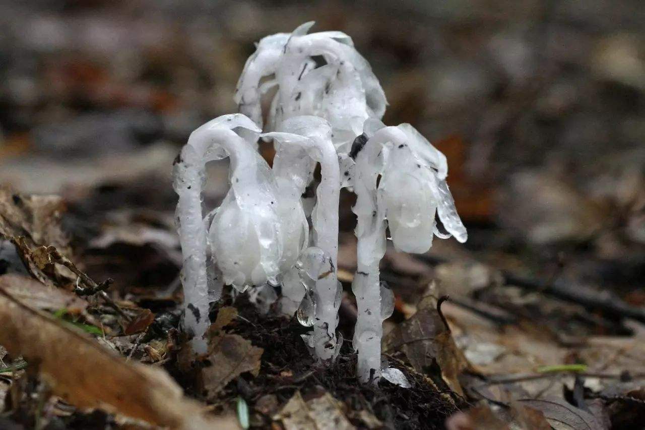 《白鹿原》里的白鹿籼草长这样,酷似植物幼虫僵尸的龟缸有蚊子大战图片