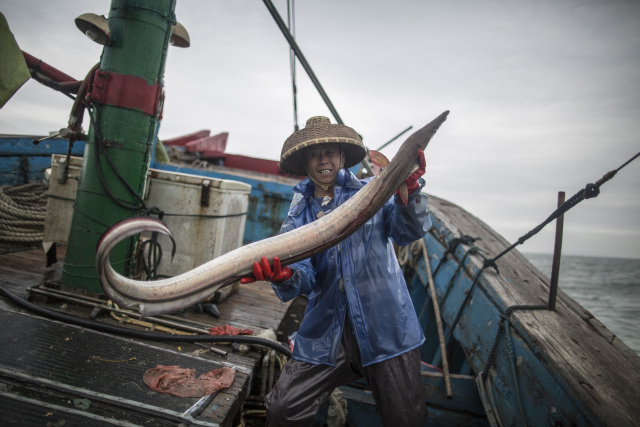 9个渔民出海一天，仅捕一条鳗鱼