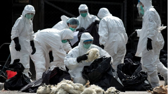 禽流感再度来袭 韩国紧急扑杀20万只家禽