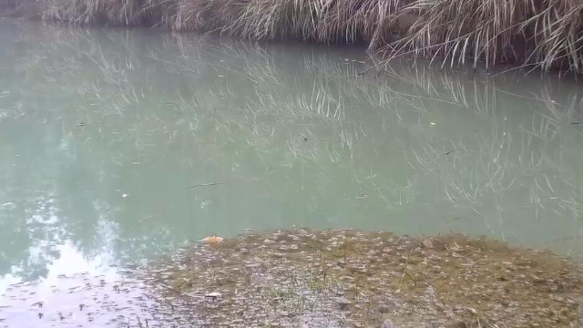 农村荒废几十年的水塘野钓，蚯蚓做鱼饵，没想到扔下去就咬钩了