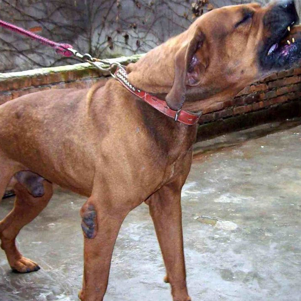 恶犬排名_世界十大恶犬排名图片(3)