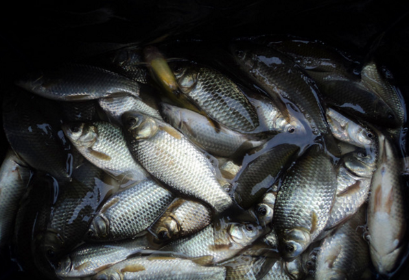 秋季钓鲫鱼鲤鱼绝招!高手分享1招钓鱼饵料配方