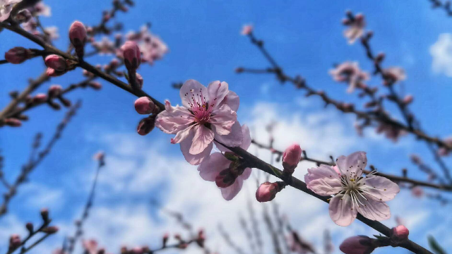 三月利州桃花开，最佳赏花即将到来，我在桃林等你来！