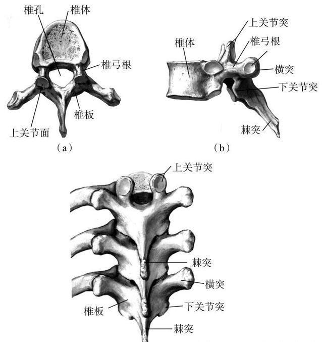 脊椎讲座深入了解我们的胸椎t1t12