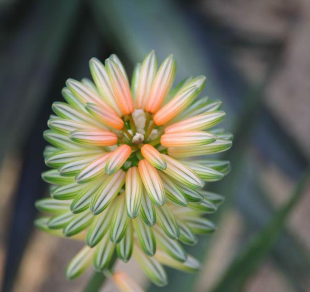 家里有种这5种花立刻扔掉,对人的身体有害,再