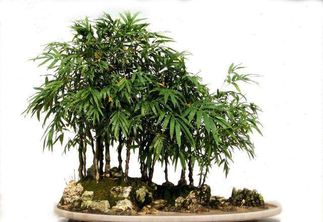 家里有种这5种花立刻扔掉,对人的身体有害,再