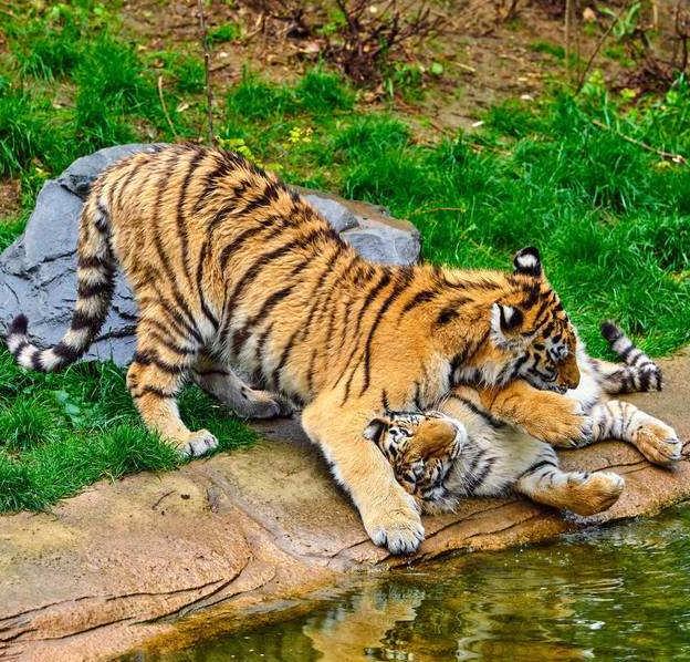 大金虎:四月份有惊天地,泣鬼神的喜事发生!现