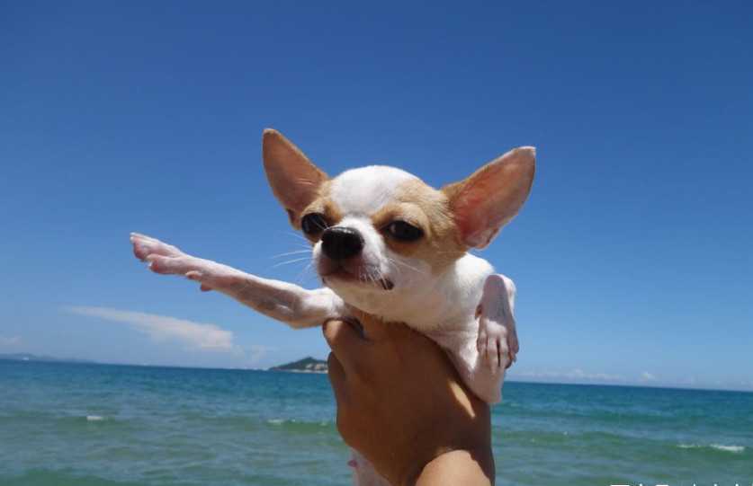 世界最可爱的小型宠物犬排行榜,博美上榜,第1