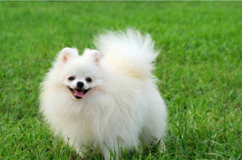 世界最可爱的小型宠物犬排行榜,博美上榜,第1