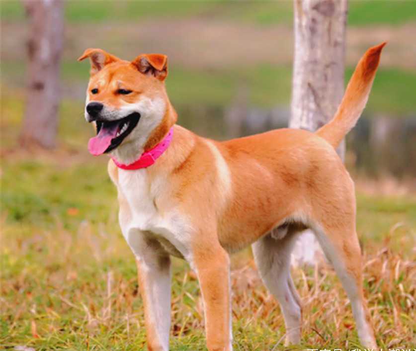 土狗智商低为什么农村人那么喜欢土狗而不是的