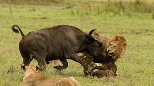 狮子VS水牛狒狒，视频非洲动物