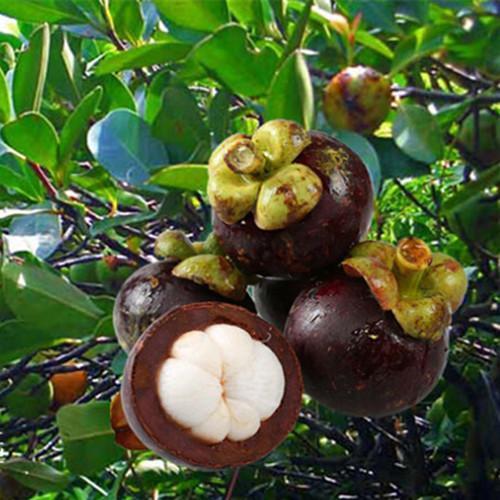 你还傻傻在家种草莓?有人在家种长在树上的珍