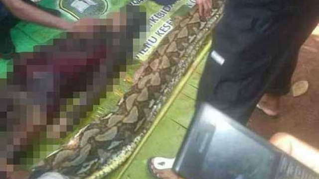 印度尼西亚蟒蛇吃人视频流出