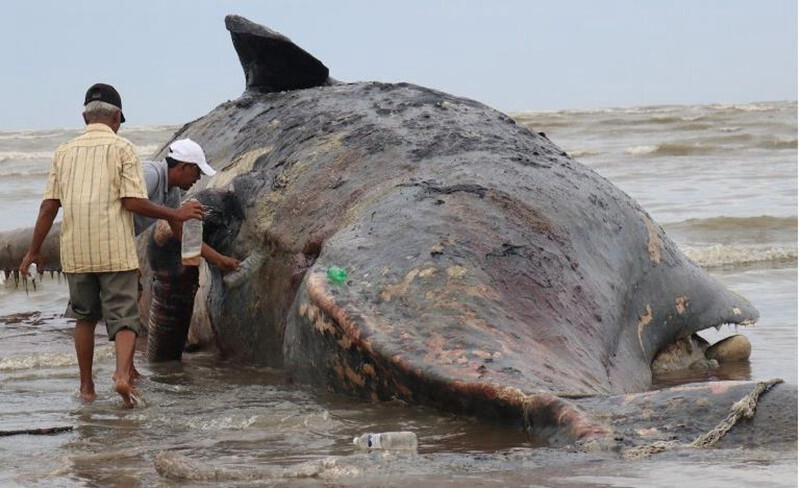 印尼一只巨型抹香鲸海滩搁浅,当地人忙着采集鱼油和牙齿