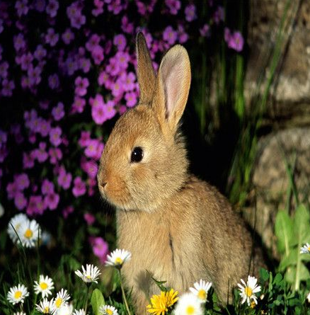 兔子跺脚是什么意思