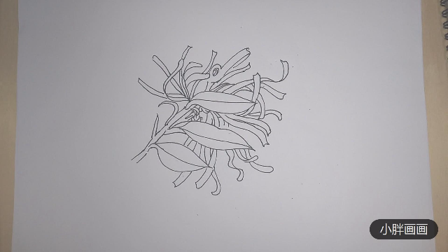 线描手绘红继木——简单易学！