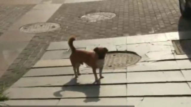 合肥某小区物业悬赏打流浪狗：1条狗1000元