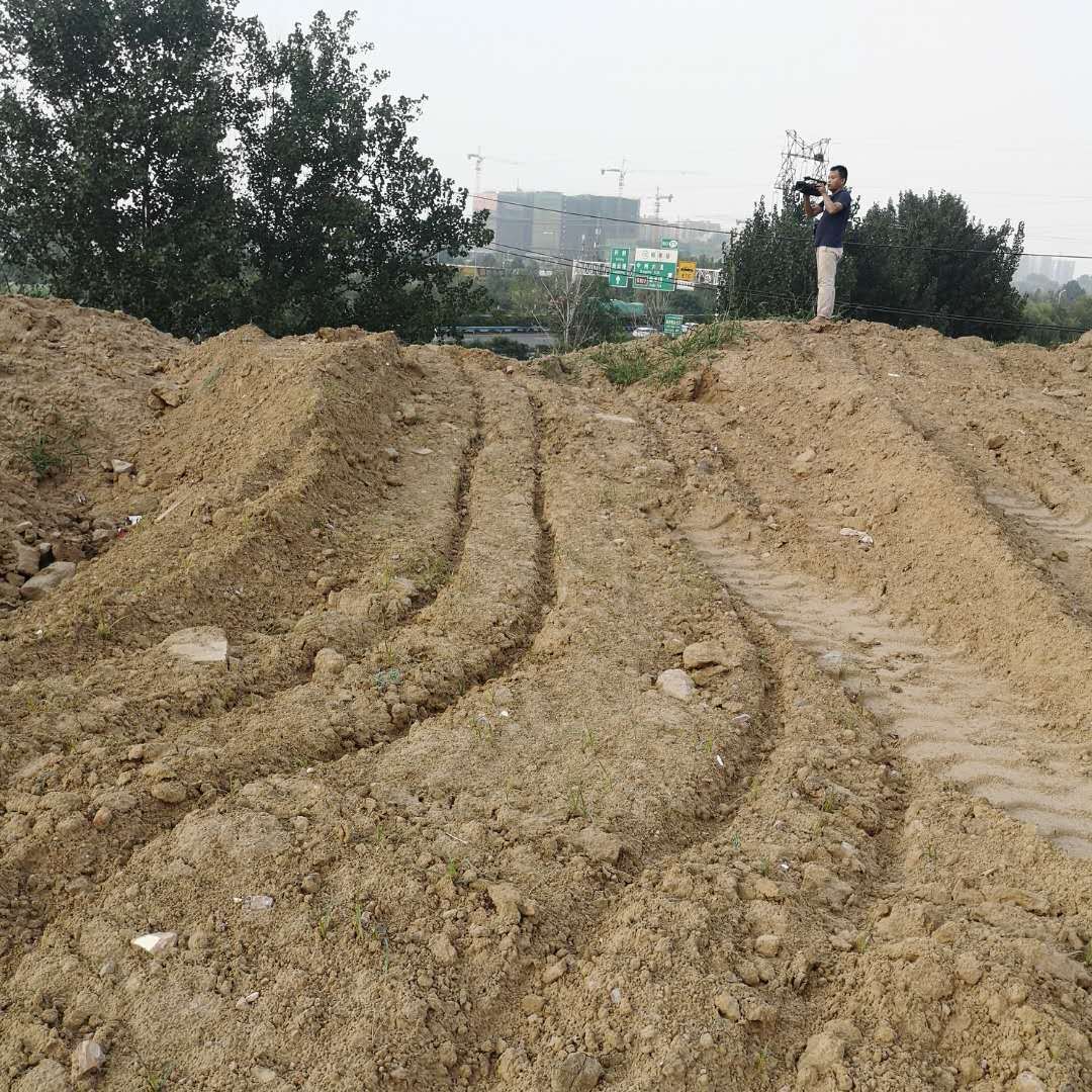 超大土堆藏身绿化带 连霍高速中州大道西南角有点脏