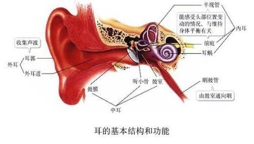 人口耳膜_耳膜穿孔图片(2)