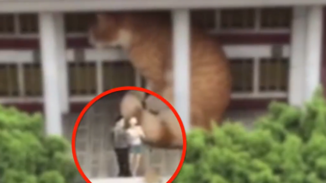 “巨型橘猫”入侵城市中心?路人真的被吓到
