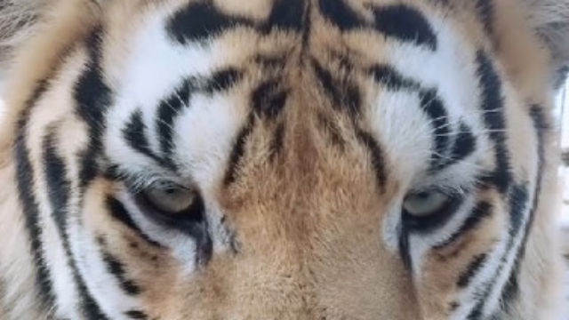 老虎就是老虎看你的表情都很霸气