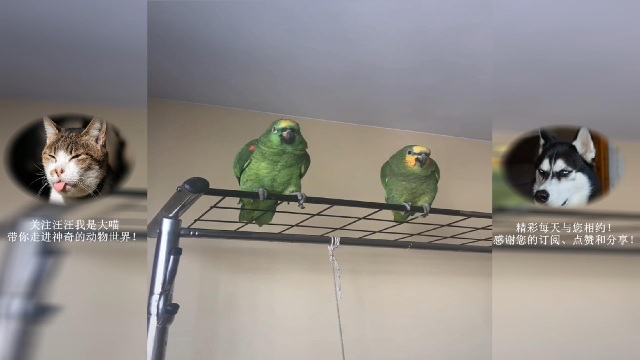 跪求皇家翻译,这只鹦鹉到底说了啥?