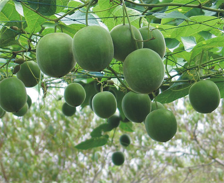 患上牛皮癣有什么症状?吃这些水果对它又有什