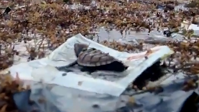 触目惊心的海洋污染：小海龟在塑料袋上绝望徘徊 旁边是同伴尸体