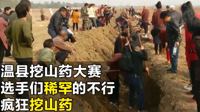 猛犸视频丨温县挖山药大赛选手们稀罕的不行 疯狂挖山药