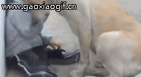 204_111gif 动态图 动图