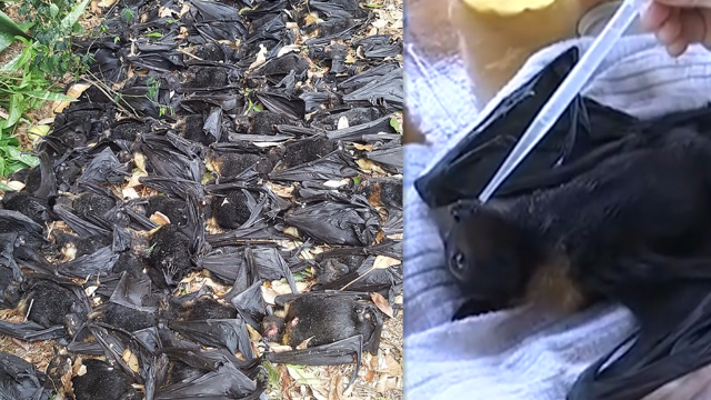 澳大利亚多地气温达40℃以上 约5500只蝙蝠脱水而死、腐烂