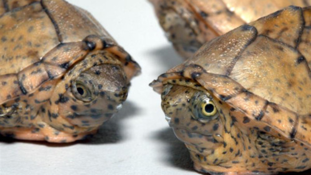 剃刀龟、麝香龟和鱼在鱼缸内混养环境高清视频「龟谷鳖老」