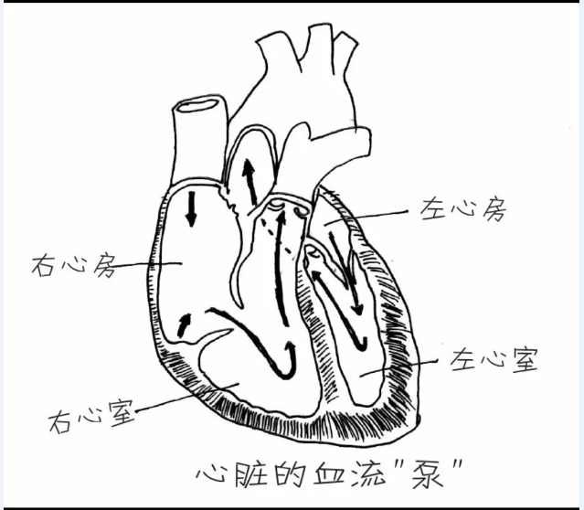 为什么把心脏比作泵__凤凰网