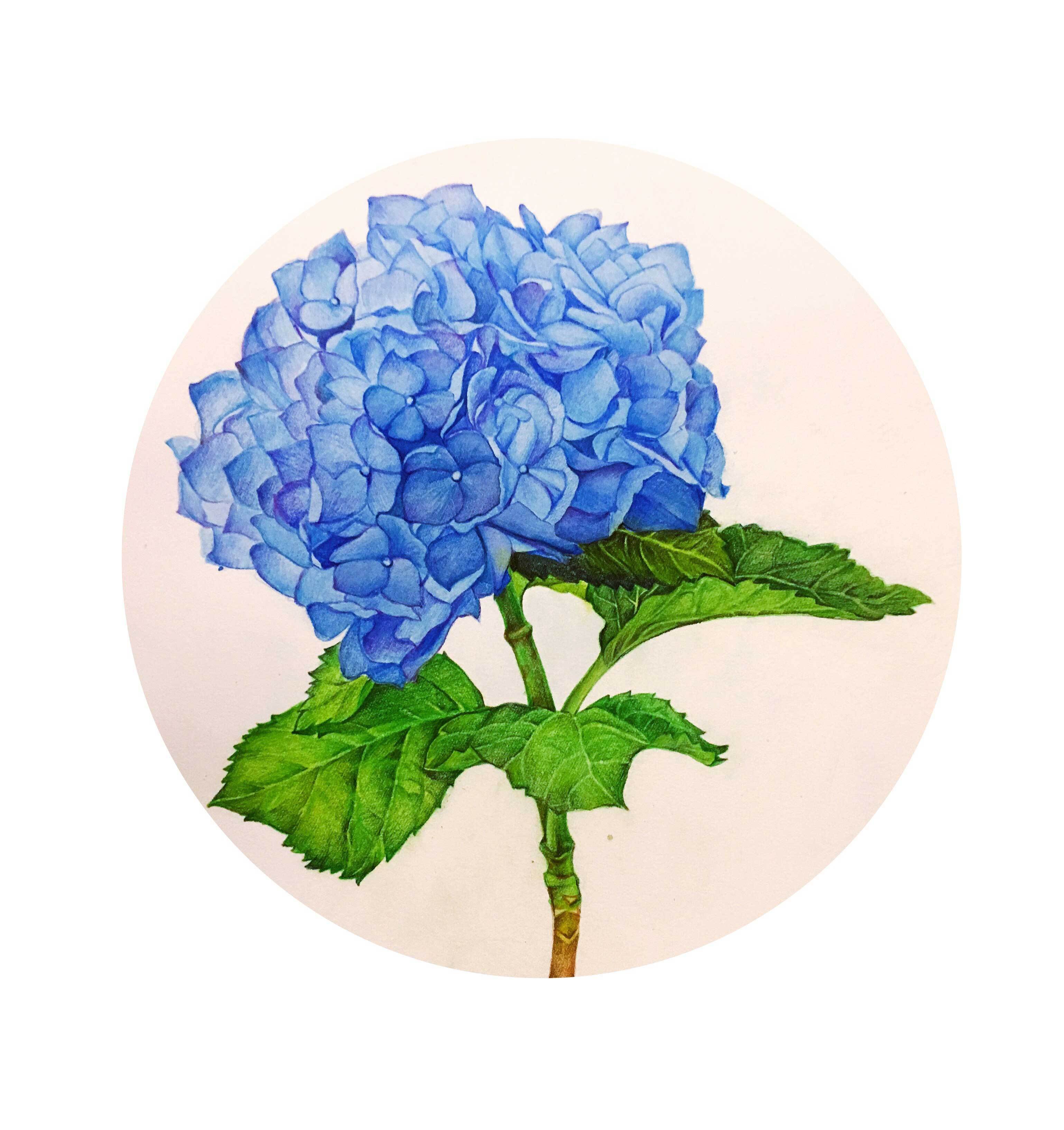 绣球花的花语和带给我们的寓意是什么？
