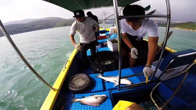 延绳钓鱼法，挂一百只虾，到底能钓多少鱼？