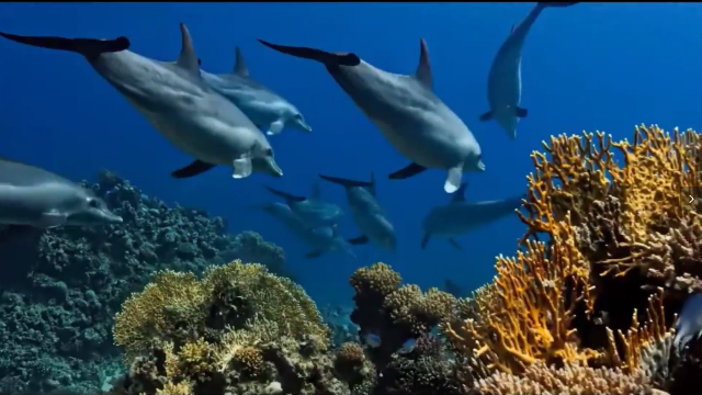 一段美的让人窒息的海底世界视频，带您走进海豚的生活！
